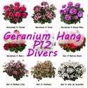 Bild von Geranium Hang P12 double divers